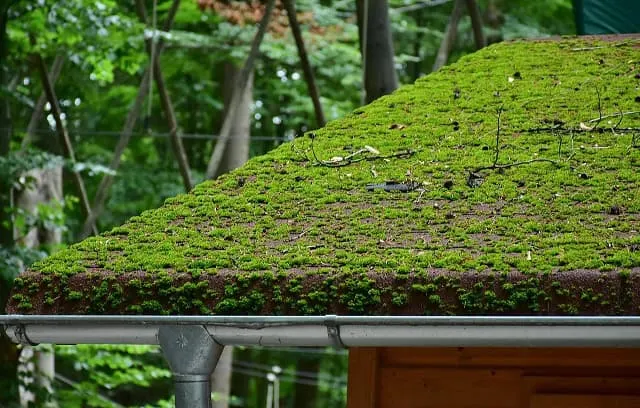 Gutter cleaning Nashville, A moss-covered roof with a gutter system at risk of clogging due to debris buildup.