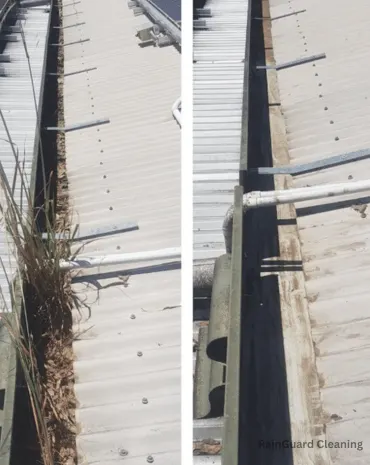 A photo of a steel roof gutter in Nashville, overrun with leaves and even a tree sprouting.